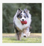 Classic Stuffable Dog Toy - Image 3